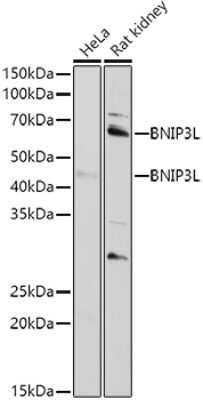 Western Blot: BNIP3L AntibodyAzide and BSA Free [NBP2-92792]